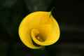 Yellow Calla Lily #1