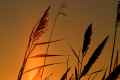 Marsh Grass at Sunrise