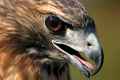 <em>Buteo jamaicensis</em> (Red-tailed Hawk) #2