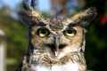 <em>Bubo virginianus</em> (Great Horned Owl)