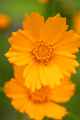 Coreopsis #1