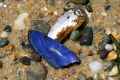 Blue Mussel Shell