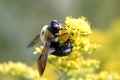 Bee on Lettuce Flowers