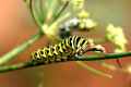 Black Swallowtail Caterpillar