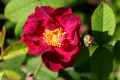 Rose ‘Alain Blanchard’
