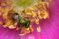 Green Bee on Rugosa Rose (horizontal)