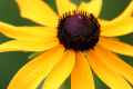 Black-eyed Susan #1