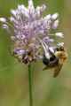 Bumble Bee on Wild Onion