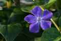 <em>Vinca major</em> (Greater Periwinkle)