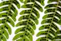 Frond of Ferns