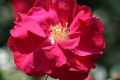 Rose ‘Henry Kelsey’