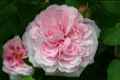 Rose ‘Jacques Cartier’