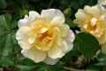 Rose ‘Easlea's Golden Rambler’