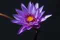 Purple Water Lily