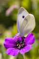 Small Cabbage White (vertical)