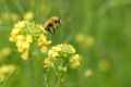 Bee Landing on Lettuce Flowers