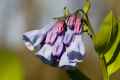 <em>Mertensia virginica</em> (Virginia Bluebells) #1