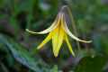 <em>Erythronium americanum</em> (Trout Lily) #1