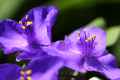 <em>Tradescantia virginiana</em> (Virginia Spiderwort)