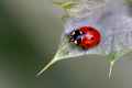 Lady Beetle #2