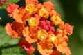 Lantana