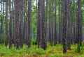 Long-leaf Pine Savanna