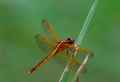 Needham's Skimmer