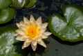 Yellow Water Lily