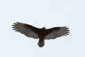 Turkey Vulture