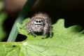 Jumping Spider