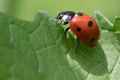 Lady Beetle #3