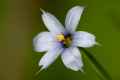 Blue Eyed Grass