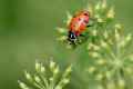 Lady Beetle #4