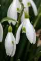 <em>Galanthus nivalis</em> (Snowdrops) #2