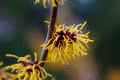 Witch Hazel