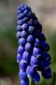 <em>Muscari</em> (Grape Hyacinth) #2