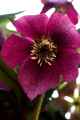 Red Hellebore #1