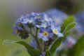 Forget-Me-Nots #1