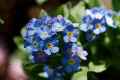 Forget-Me-Nots #2