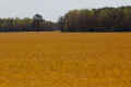 Yellow Field