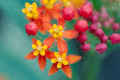 <em>Asclepias curassavica</em> (Mexican Butterfly Weed)