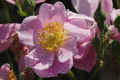 Rose ‘Lilac Charm’