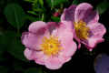 Rosa Virginiana’