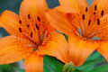 Orange Asiatic Lilies