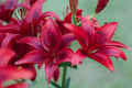 Red Asiatic Lilies