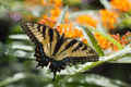 <em>Papilio glaucus</em> (Eastern Tiger Swallowtail) #2
