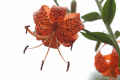 Turks Cap Lily