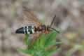 <em>Sphecius speciosus</em> (Eastern Cicada Killer Wasp)