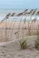 Beach Grass