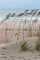 Beach Grass